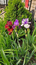 Iris Rhizomes Bulbs