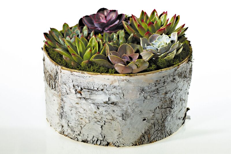 White Birch Bowl