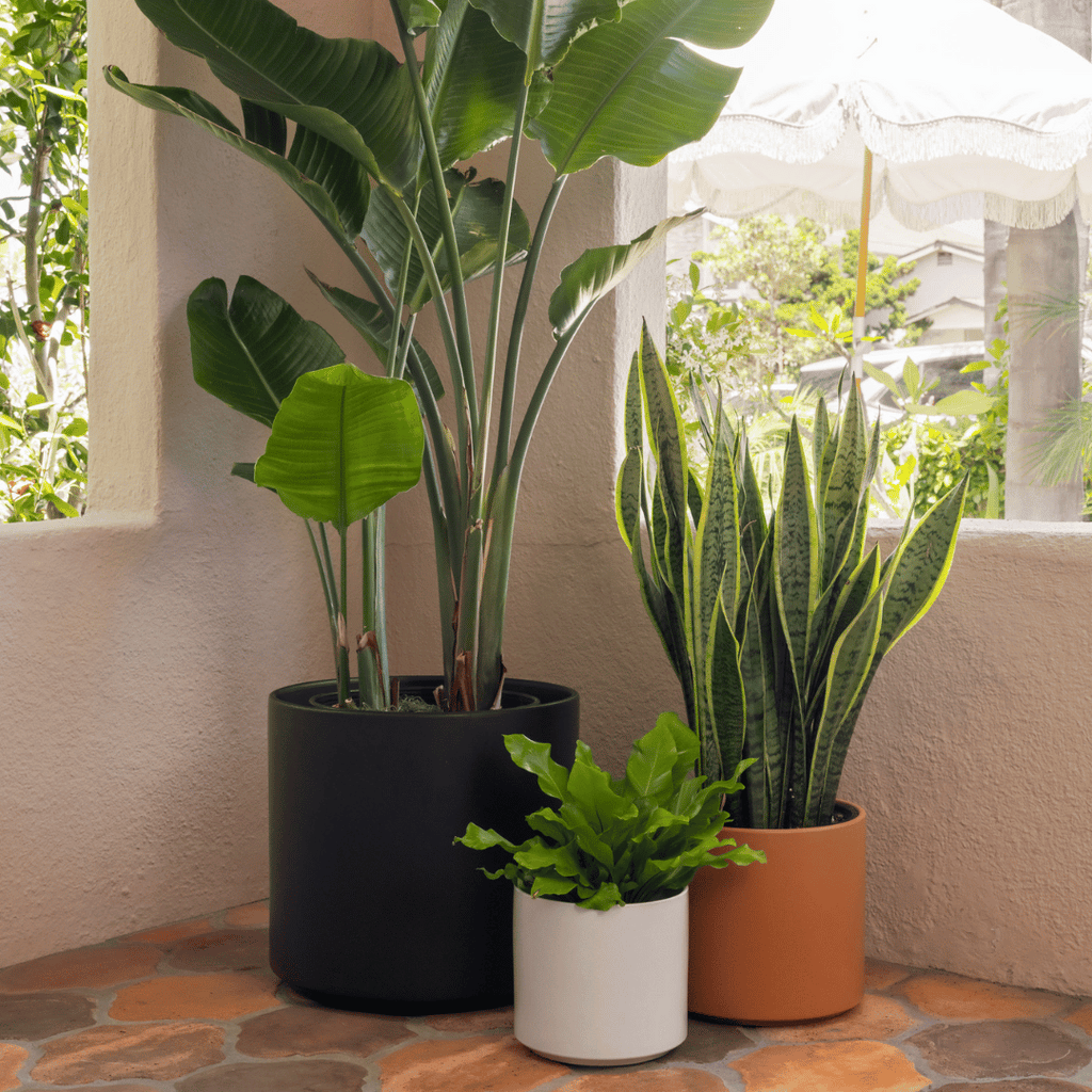 Solid Goods Ceramic Cylinder– With or Without Mahogany Stand